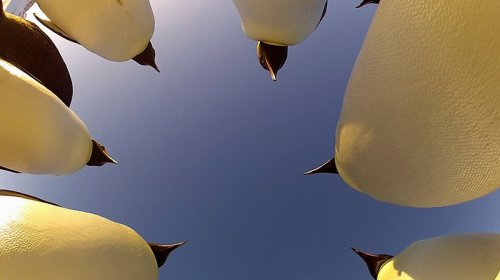 Будни пингвинов (8 фото + 1 видео)