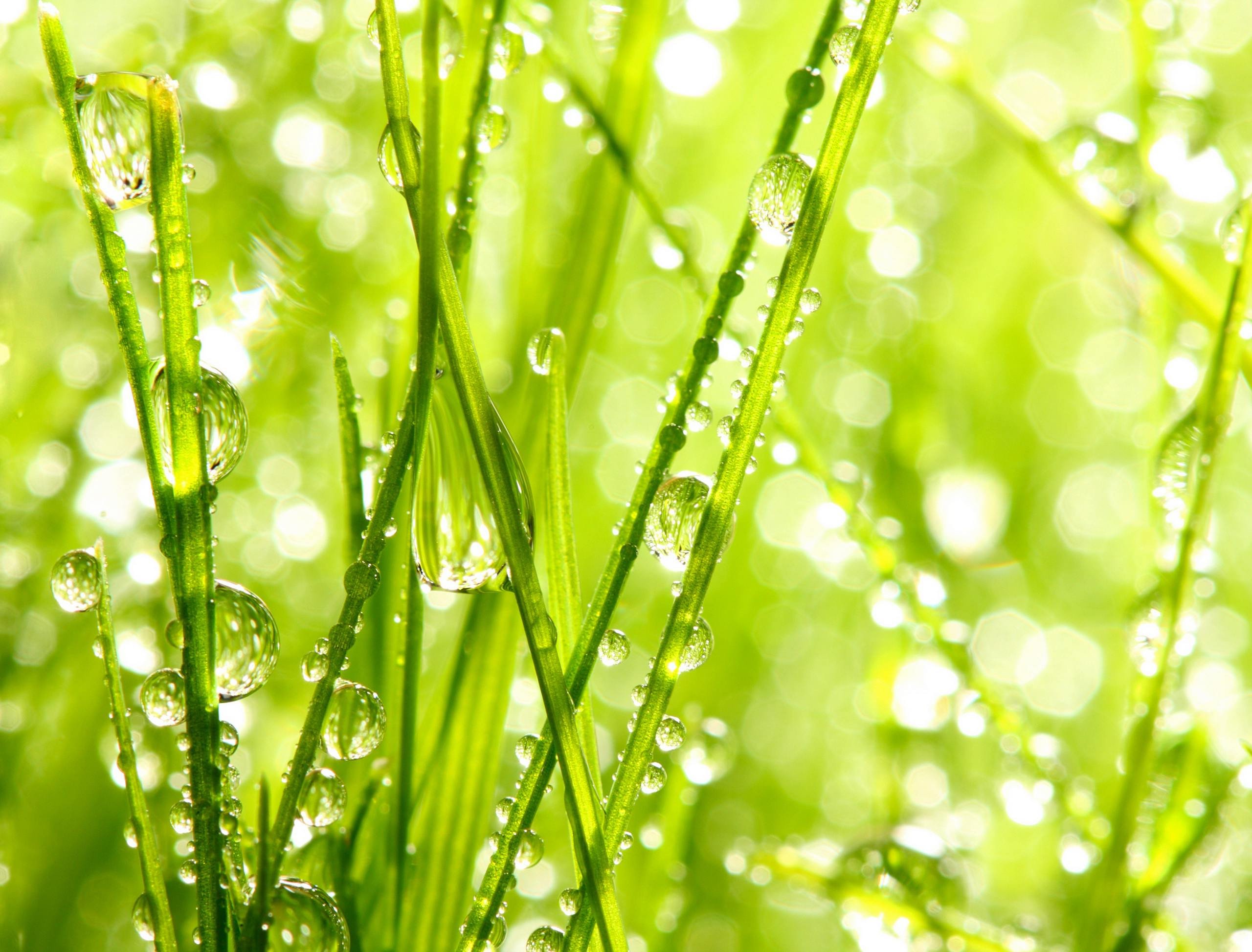 Стихотворение свежесть. Роса на траве. Весенний фон. Зелень с росой. Травинка с росой.