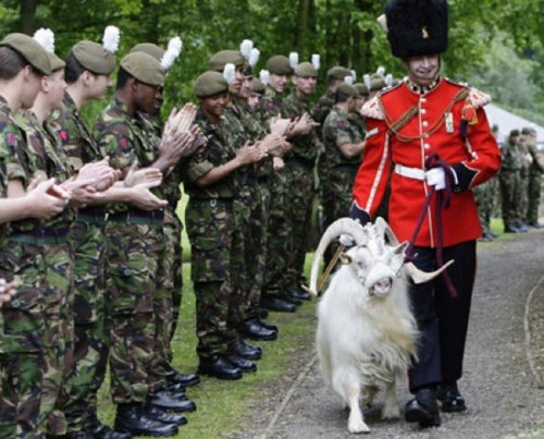10 Животных, сделавших себе потрясающую военную карьеру