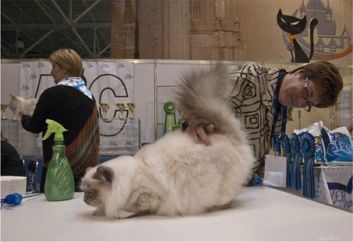 Пушистые участники выставки кошек, прошедшей в Москве (25 фото)