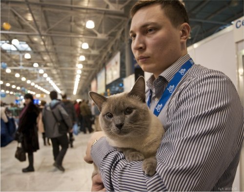 Пушистые участники выставки кошек, прошедшей в Москве (25 фото)