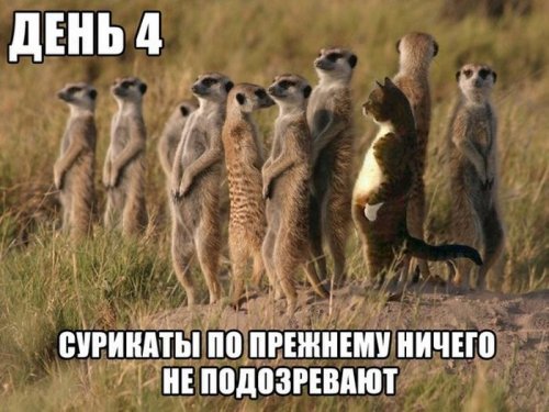 Прикольные картинки дня на Бугага.ру (40 шт)