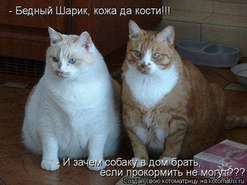 Сборник весёлых котоматриц (35 шт)