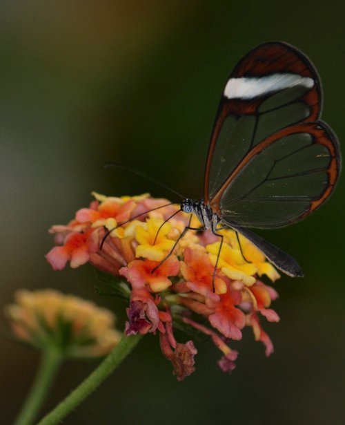 Волшебный взмах прозрачного крыла стеклянной бабочки (14 фото)