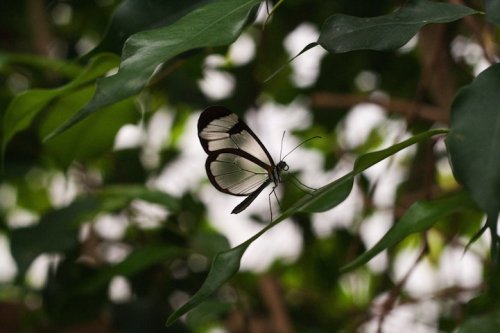 Волшебный взмах прозрачного крыла стеклянной бабочки (14 фото)