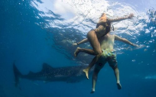На филиппинском побережье можно покормить с рук китовых акул (15 фото)