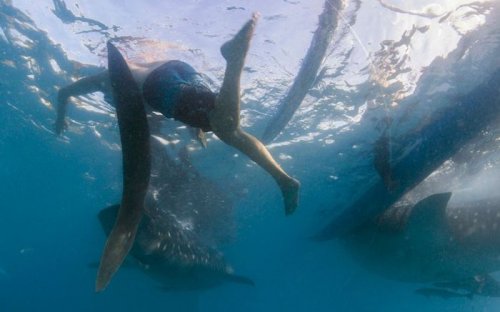 На филиппинском побережье можно покормить с рук китовых акул (15 фото)