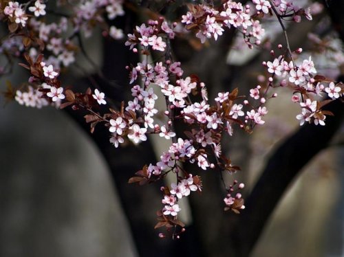 В Японии на декаду раньше обычного зацвела сакура (26 фото)
