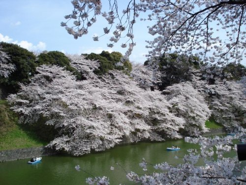 В Японии на декаду раньше обычного зацвела сакура (26 фото)