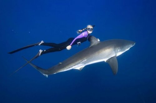 Модель Оушен Рэмзи плавает вместе с белыми акулами (14 фото)