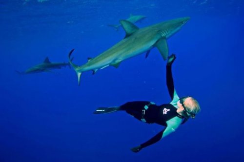 Модель Оушен Рэмзи плавает вместе с белыми акулами (14 фото)