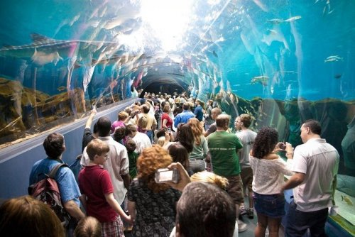 Аквариум в Джорджии — самый большой аквариум в мире (11 фото)