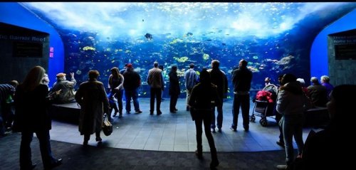 Аквариум в Джорджии — самый большой аквариум в мире (11 фото)