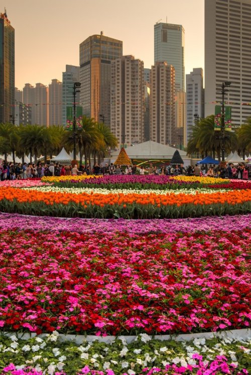 Цветочная феерия на Hong Kong Flower Show 2013 (25 фото)