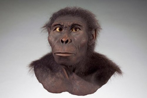 10 Переходных предков эволюции человека