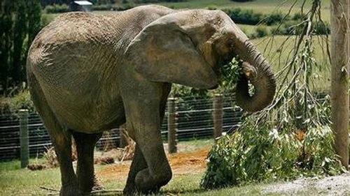 10 Ужасающих несчастных случаев в зоопарках