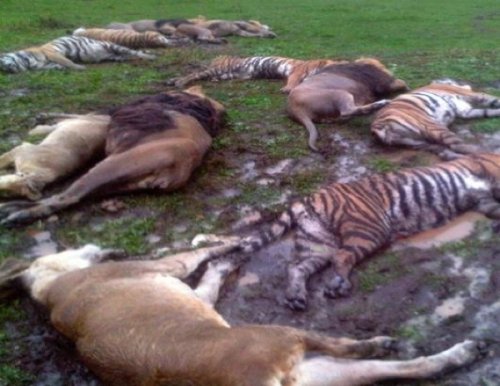 10 Ужасающих несчастных случаев в зоопарках