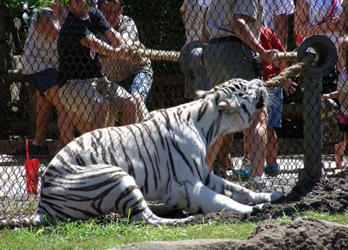 Перетягивание каната с тигром (6 фото + 1 видео)