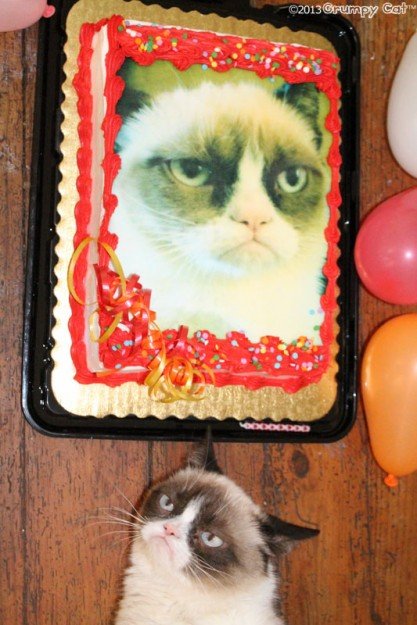 С днём рождения, Grumpy Cat! (5 фото + 1 видео)