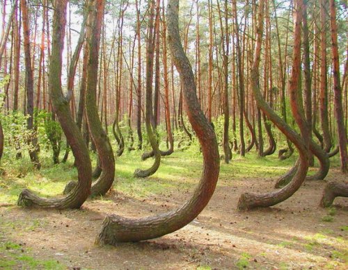 7 Уникальных лесов со всего мира