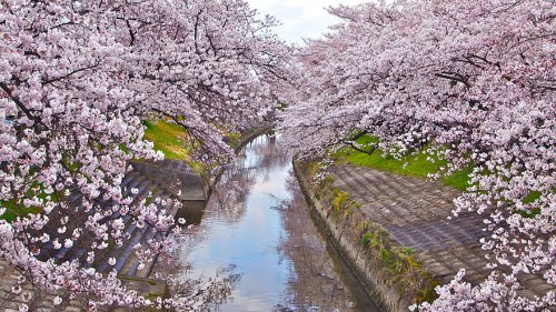 Восхитительные фотографии цветущей сакуры (18 фото)