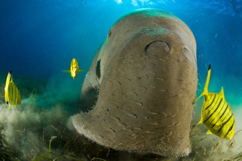 Обитатели подводного мира в объективе Стива Блума (25 фото)