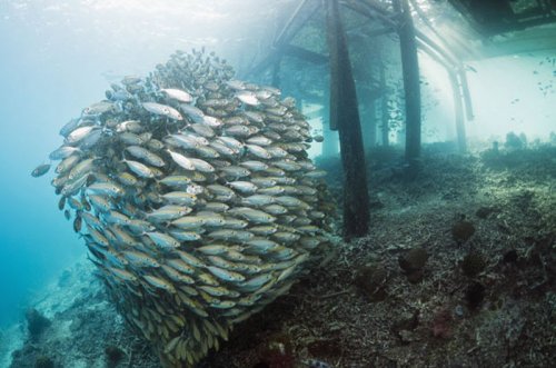 Обитатели подводного мира в объективе Стива Блума (25 фото)