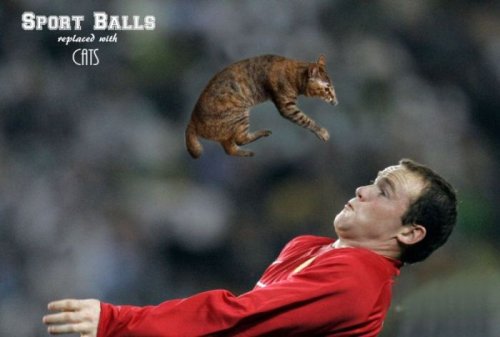 Коты вместо спортивных мячей (20 фото + бонус)