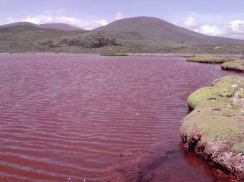Таинственная Красная лагуна в Чили (9 фото)
