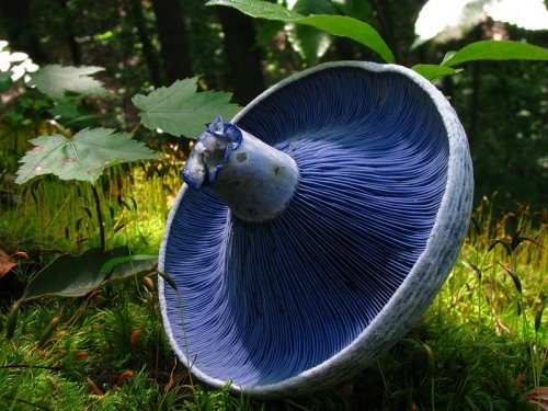 15 Самых красивых и необычных грибов