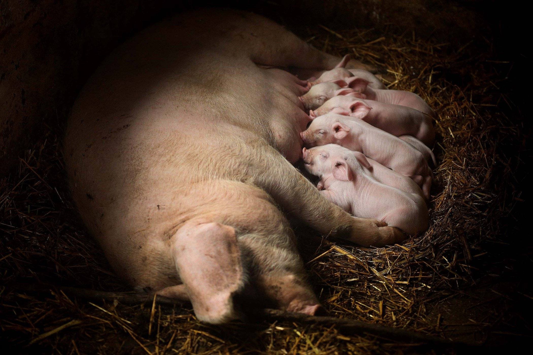 Рождает детенышей и выкармливает их молоком. Детеныш свиньи. Необычные свиньи. Домашние животные поросенок.