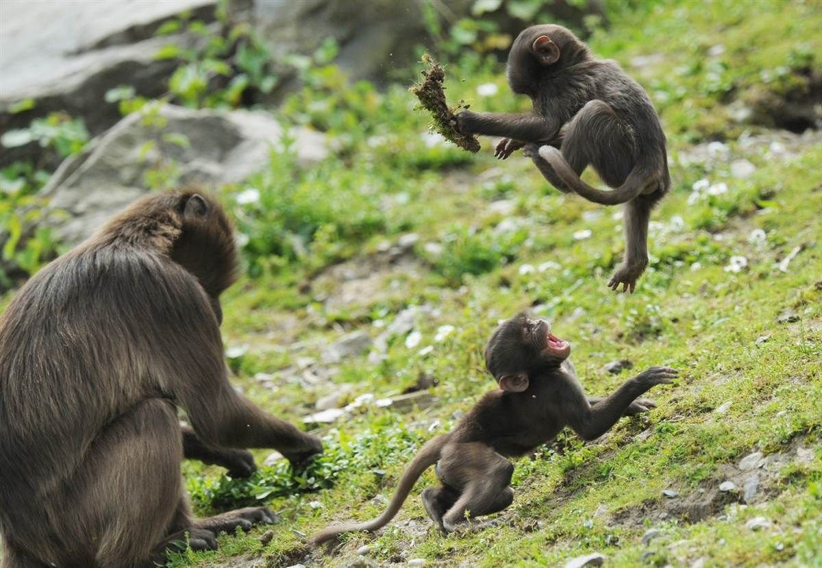 Шимпанзе играть. Бабуин Гелада детёныш. Мартышки. Детеныш обезьяны. Паукообразные обезьяны коата.