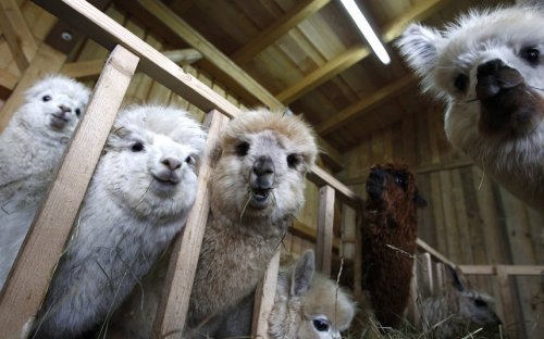 В Германии прошёл день стрижки альпак (9 фото)