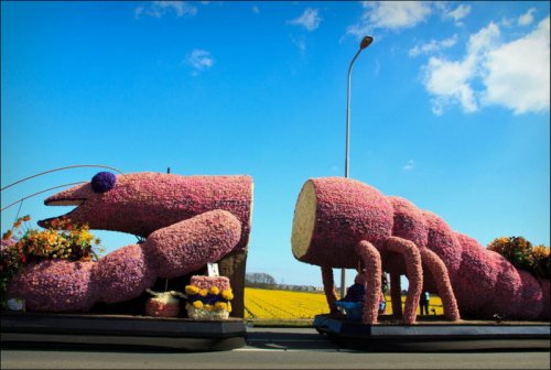 Изумительные цветочные инсталляции на параде цветов в Голландии (24 фото)