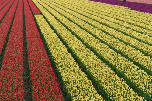 Цветущие тюльпаны (33 фото)