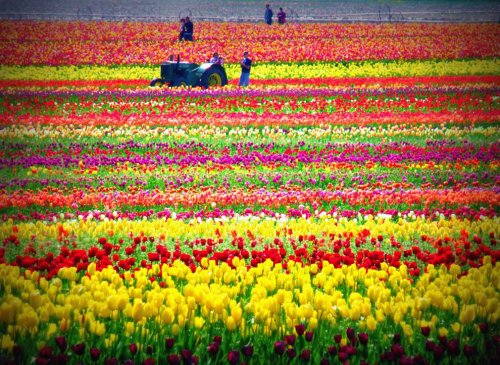 Цветущие тюльпаны (33 фото)