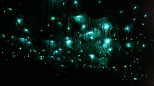 Пещеры Светлячков в Новой Зеландии (5 фото)