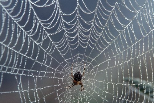 Десять самых распространённых мифов о пауках