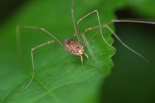 Десять самых распространённых мифов о пауках