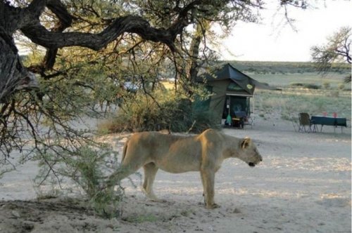 Львы тоже любят ходить в гости (6 фото)
