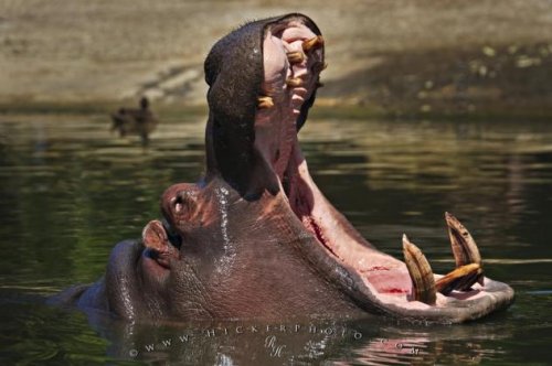 10 Животных с ужасающими зубами