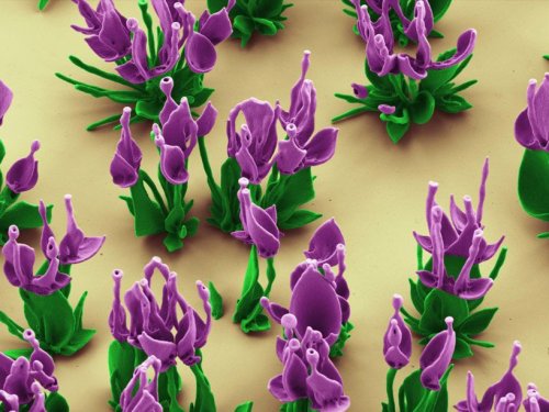 Микроцветы, выращенные с помощью химических реакций (7 фото)