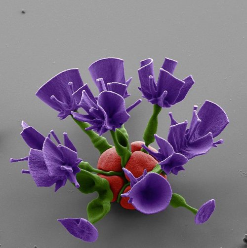 Микроцветы, выращенные с помощью химических реакций (7 фото)