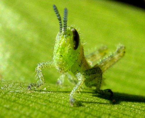 Топ-10: Фотографии миловидных насекомых