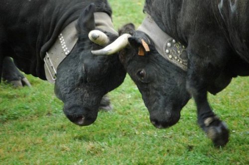 Коровьи бои в Швейцарии (11 фото)