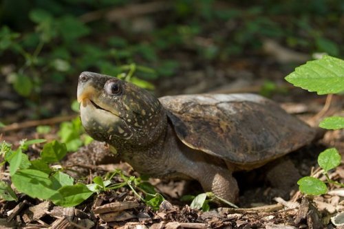 10 Ужасных и опасных черепах и ящериц
