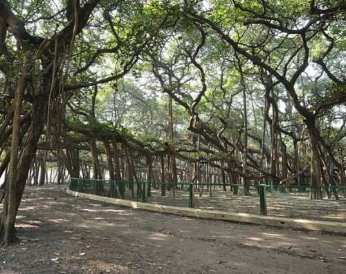 15 Знаменитых живых деревьев