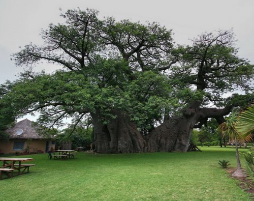15 Знаменитых живых деревьев