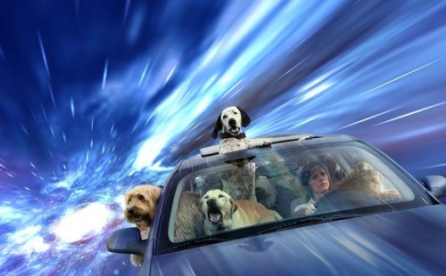 Собаки-путешественники в пространстве и времени (8 фото)