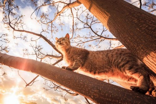 Летающие кошки в фотографиях Сэйдзи Мамия (13 шт)